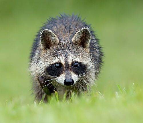 Raccoon  - Енот- полоскун