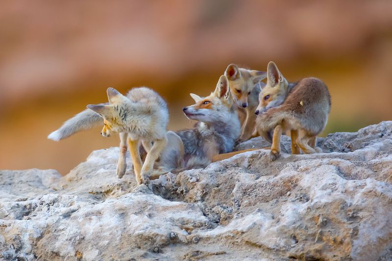 Fox family