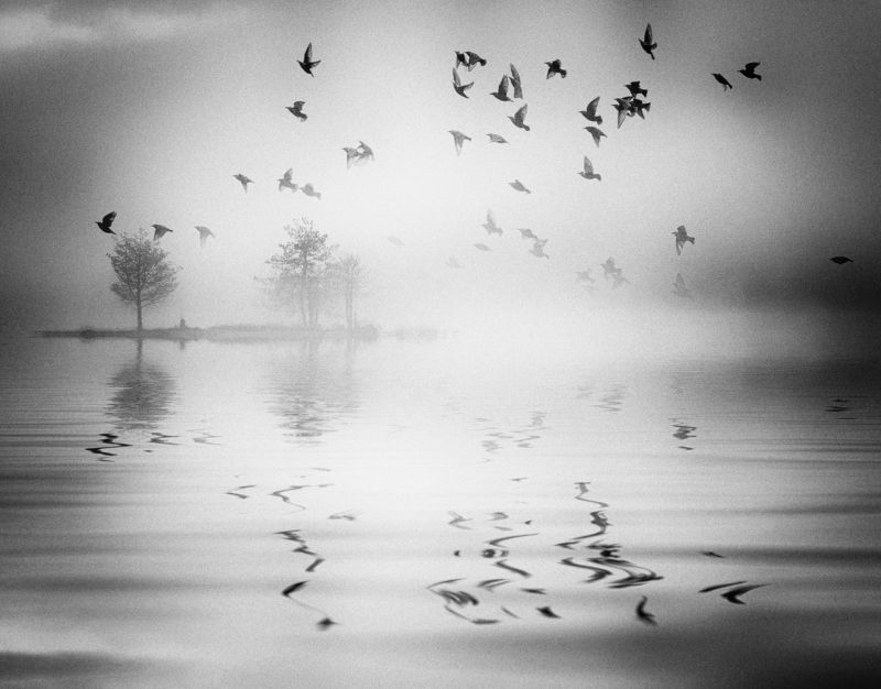 birds in the mist