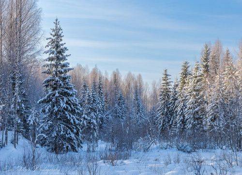 Зима в заповедном лесу