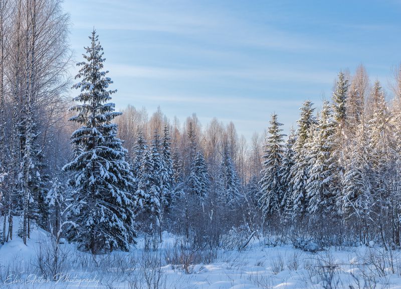 Зима в заповедном лесу