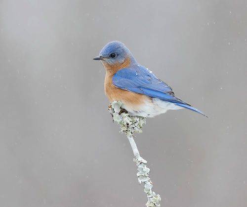 Eastern Bluebird, male -Восточная сиалия, самец