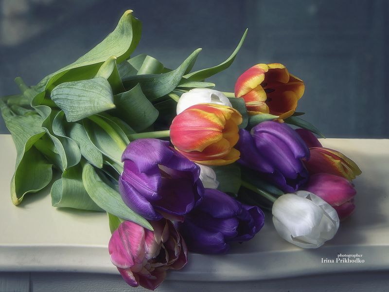 Яркие краски мартовских тюльпанов