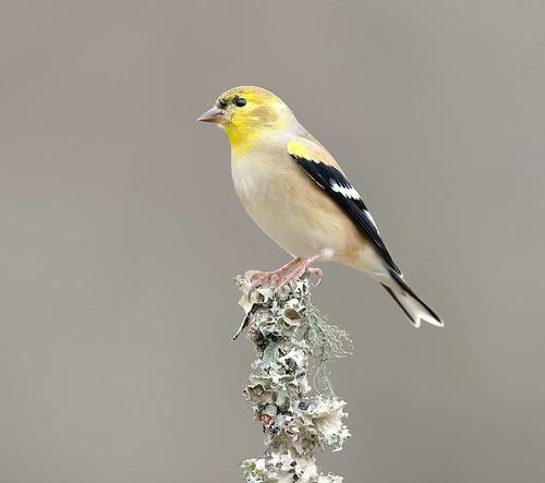 American Goldfinch - Американский чиж
