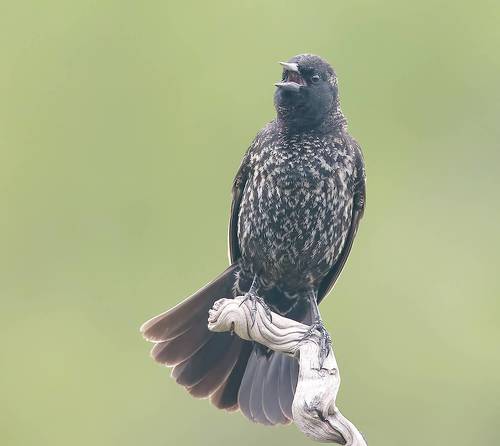 Juvenile, Red-winged Blackbird - Красноплечий чёрный трупиал