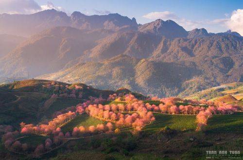 Spring is coming in the high mountains of Sapa, Vietnam