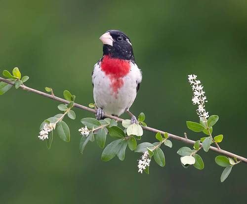 Rose-breasted Grosbeak, male -Красногрудый дубоносовый кардинал