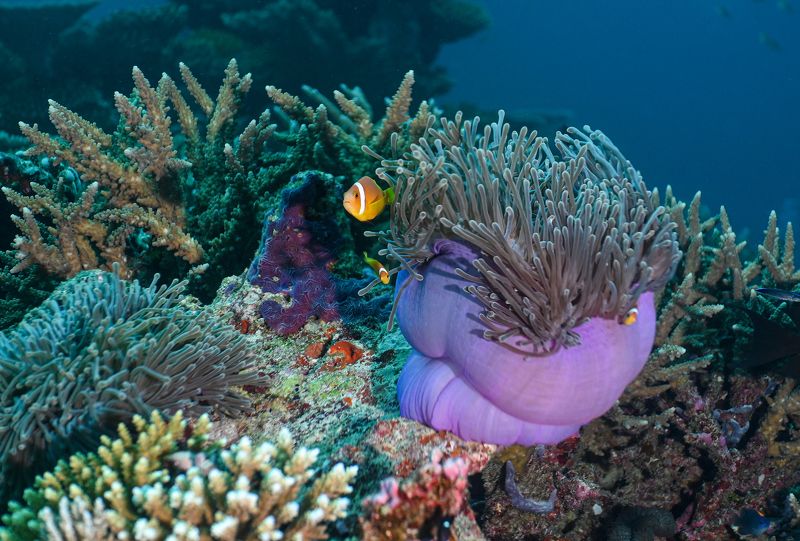 Рыба клоун среди водорослей анеом