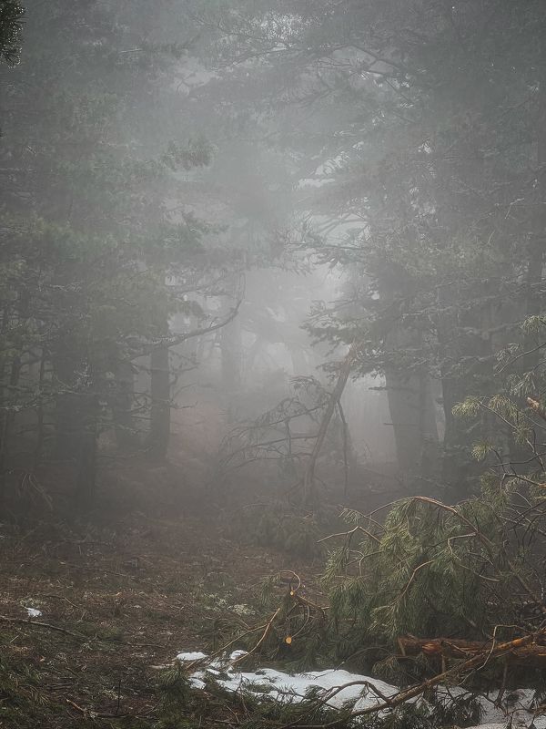 Крымский туманный лес