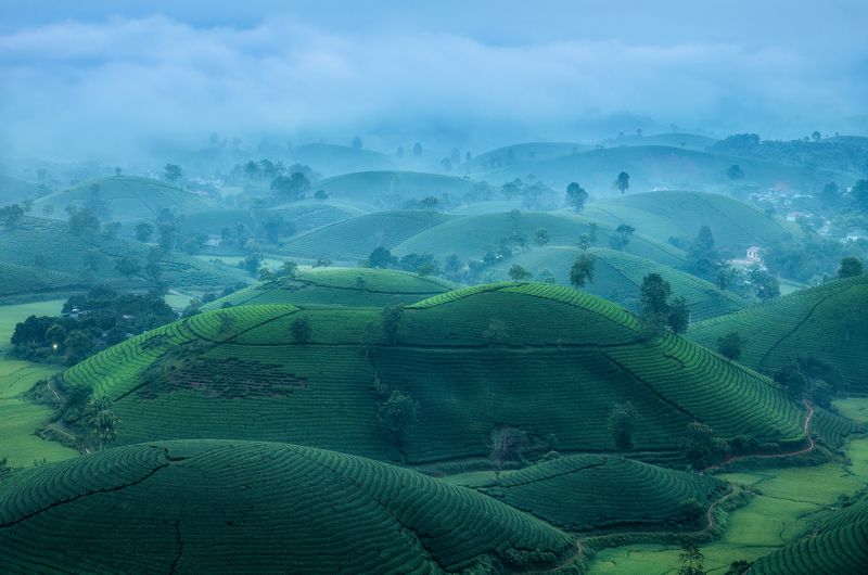 Чайные холмы / Tea hills