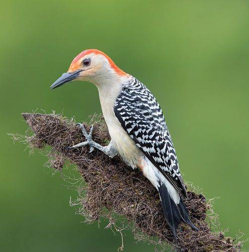 Red-bellied Woodpecker, male -Каролинский меланерпес