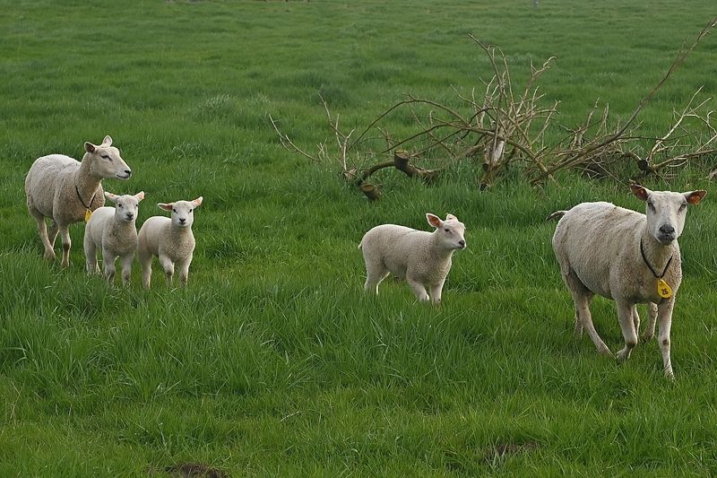 Sheep in the spring.