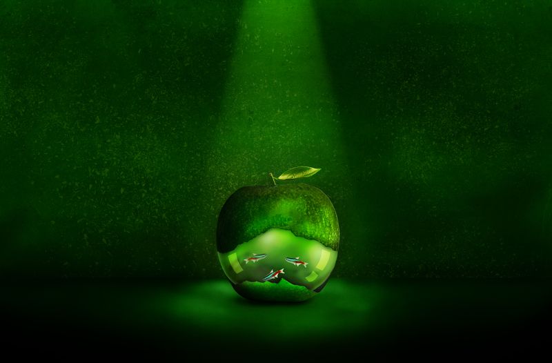 Cardinal tetras in a green apple abdomen