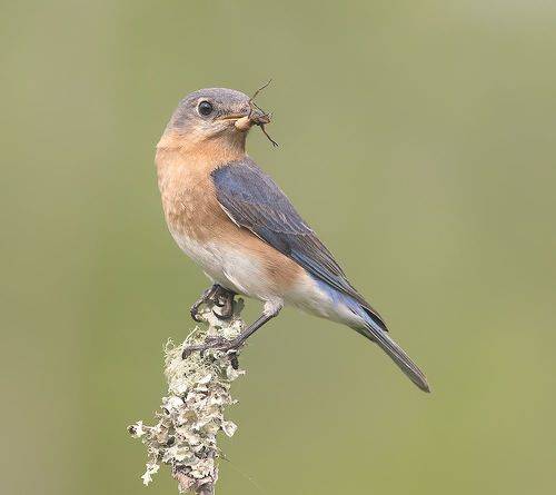 Eastern Bluebird, female -Восточная сиалия. самка