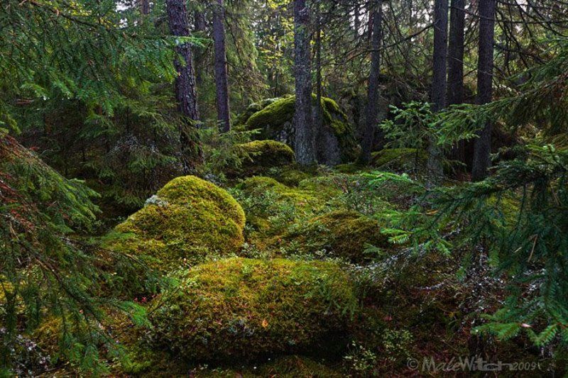 forest, landscape, tree, glade, pine, сосны, лес, поляна, пейзаж, деревья PHOrest-1photo preview