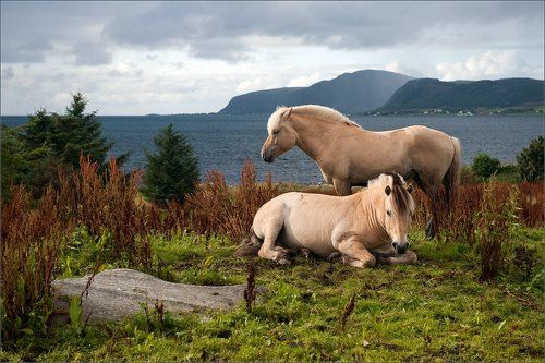 Норвежские грустные лошадки