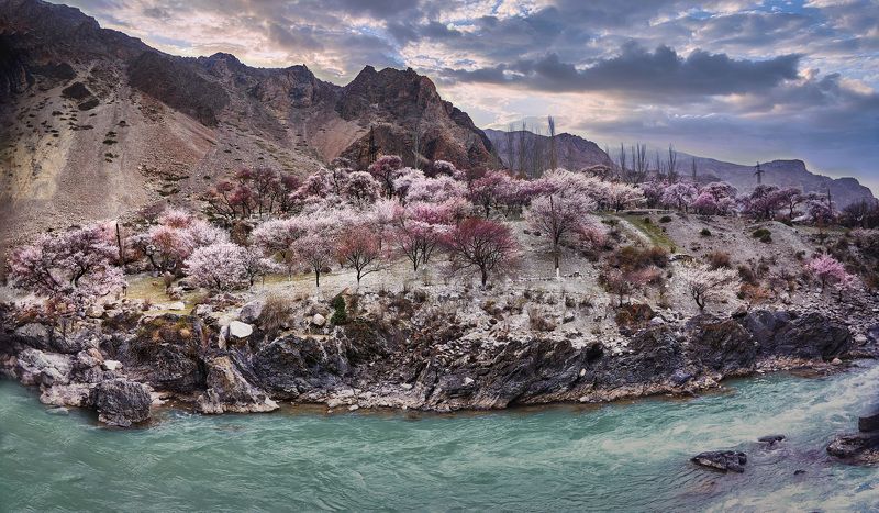 Цветение абрикоса… Кишлак Пете. Айни. Таджикистан (панорама)