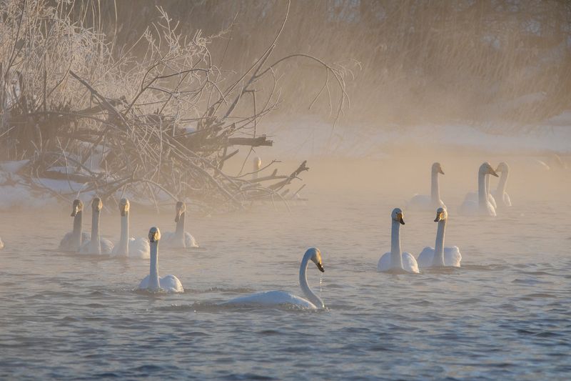 Лебеди в весеннем утреннем тумане