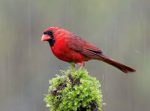 Northern Cardinal, male - Красный кардинал, самец