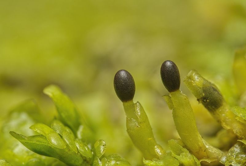 moss sporophytes