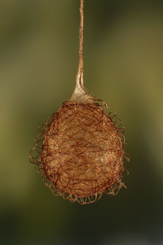 Nest with spider eggs