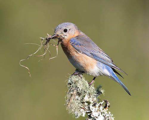 Female. Eastern Bluebird with Nesting Material - Восточная сиалия