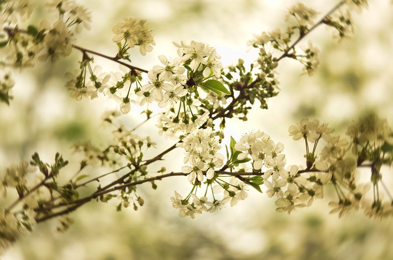 Sour Cherry Blossoms