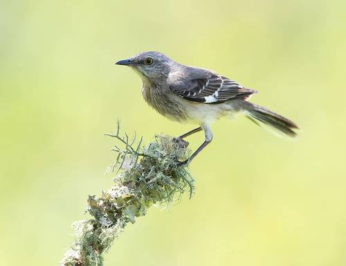 Northern Mockingbird - Многоголосый пересмешник   United States (North Louisiana)