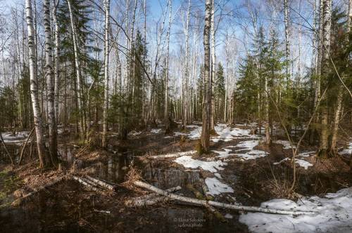 Весна в Черняевском лесу