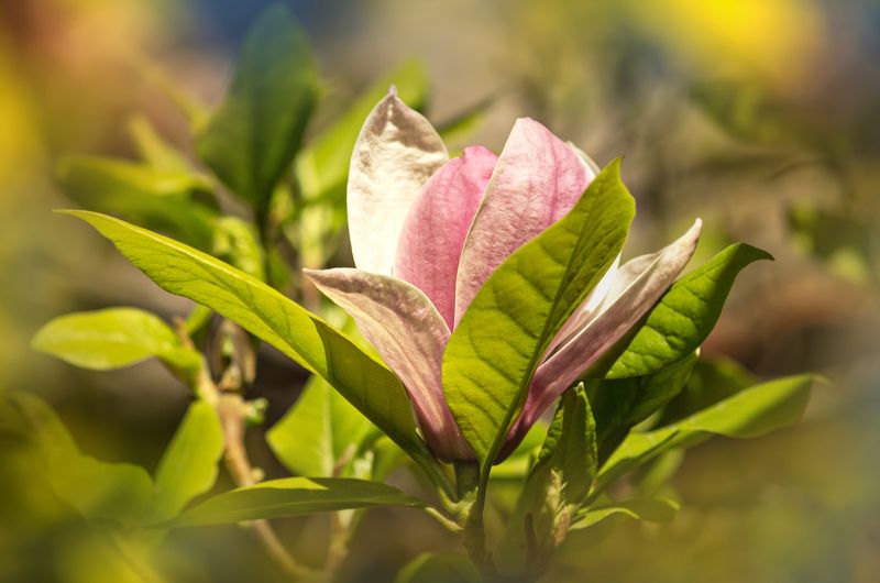 Magnolia Blossom Portrait