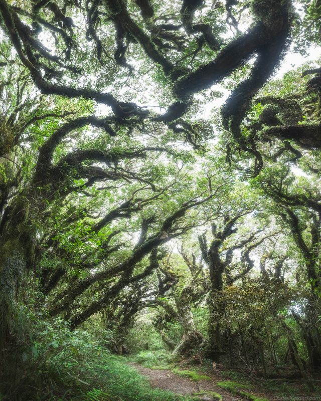 New Zealand Goblin forest