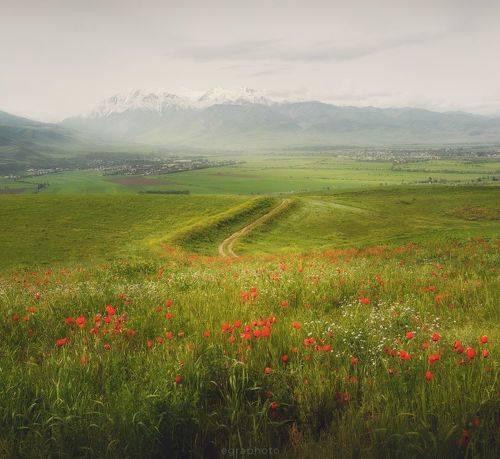 Киргизия - Чуйские маки