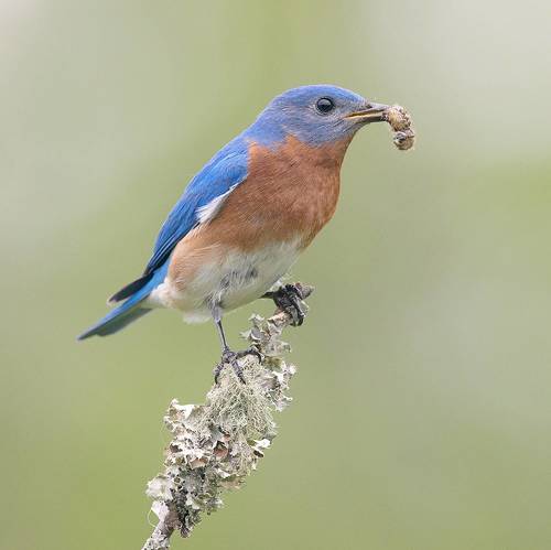 Eastern Bluebird, male -Восточная сиалия, самец
