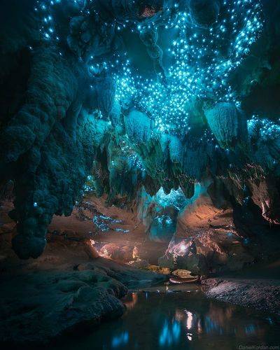 New Zealand Glow worm caves