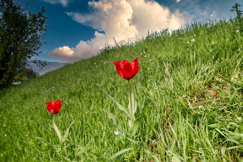 Таджикистан Родина многих известных культурных сортов тюльпанов, которые в последние годы возвращаются в свои родные края, улучшенными и взлелеянными голландскими селекционерами, становясь украшениями  парков и садов наших городов и районов.  Из всех откр