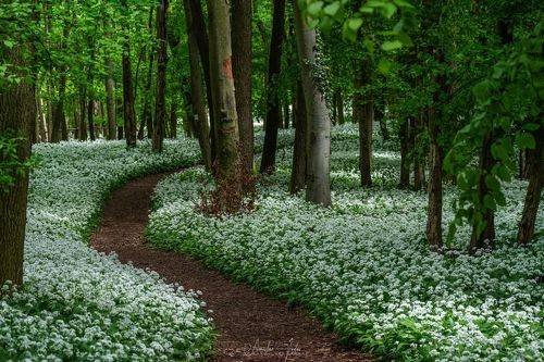Fairy-tale forest in the small carpathians.