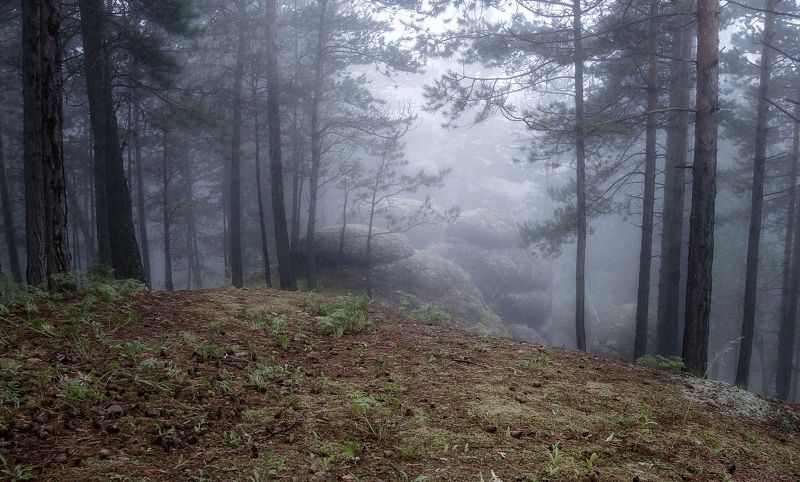 Туман на Воробьях