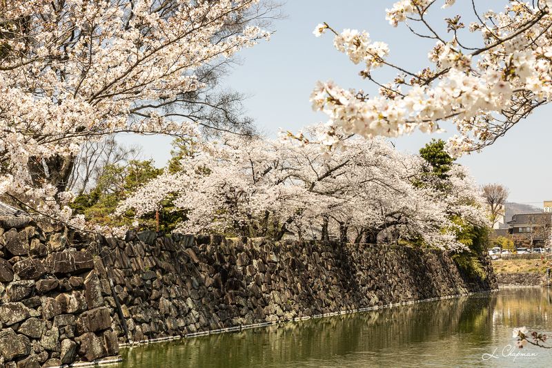 Japan, Matsumoto - Cherry Blossom