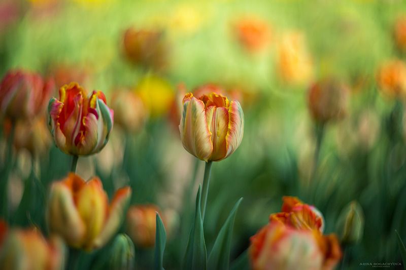 Коллекция весенних тюльпанов
