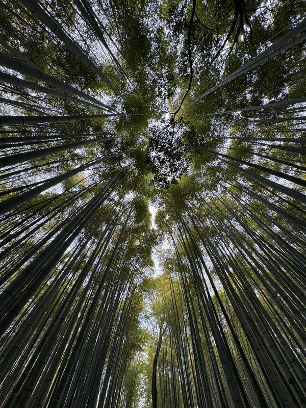 Бамбуковая роща в городе Киото