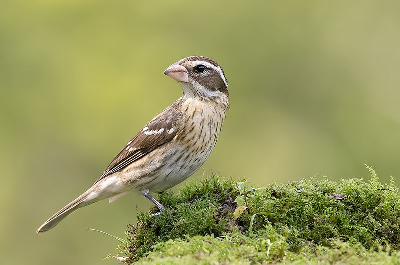 Female, Rose-breasted Grosbeak -   Cамка, Красногрудый дубоносовый кардинал