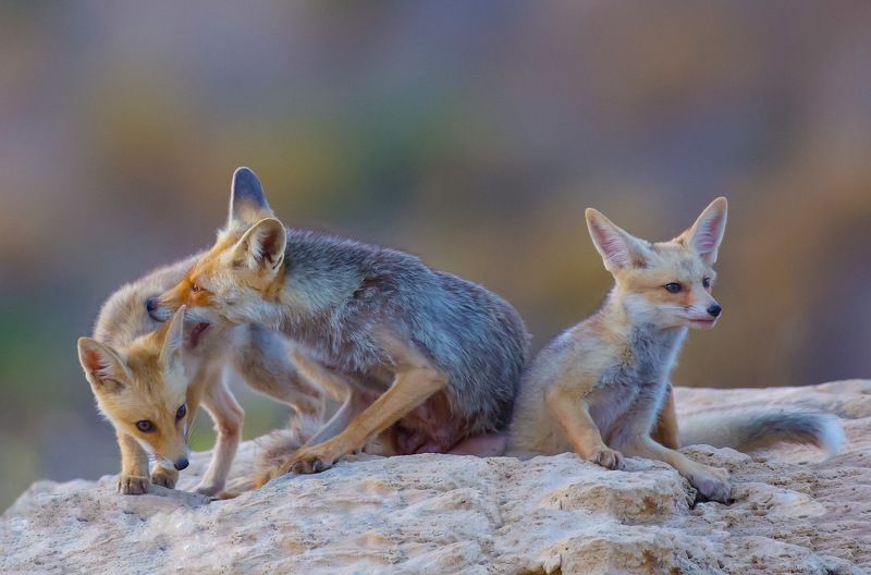 Fox family 