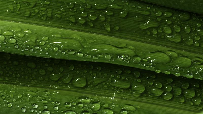 Водни капки на зелени листа