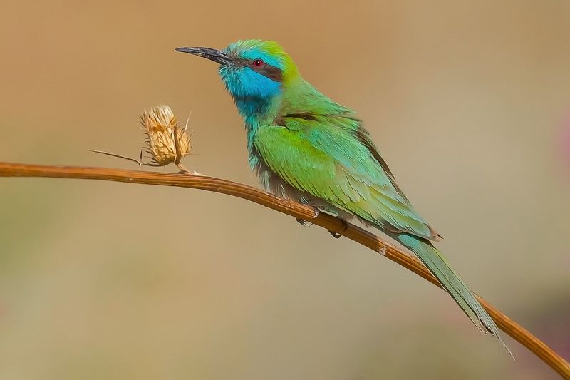 Lesser green bee-eater