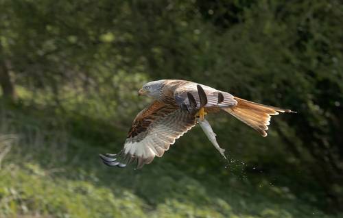 Red Kite with fish