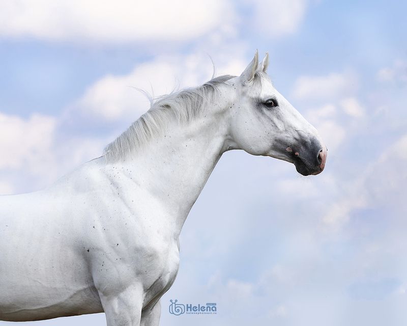 Моя небесная серия с небесными лошадьми ☁ Со Светлой Пасхой!