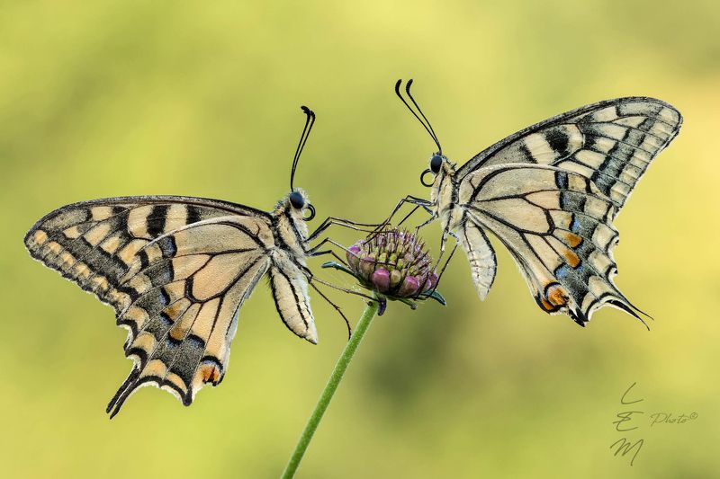 Papilio machaon Twins