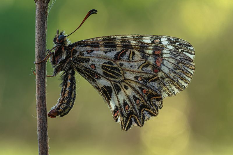 Утренняя бабочка 