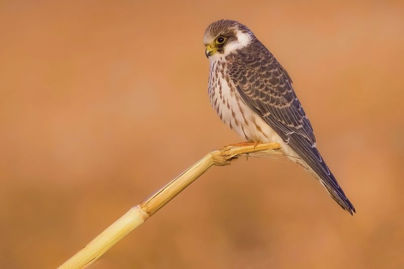 Reda-footed falcon