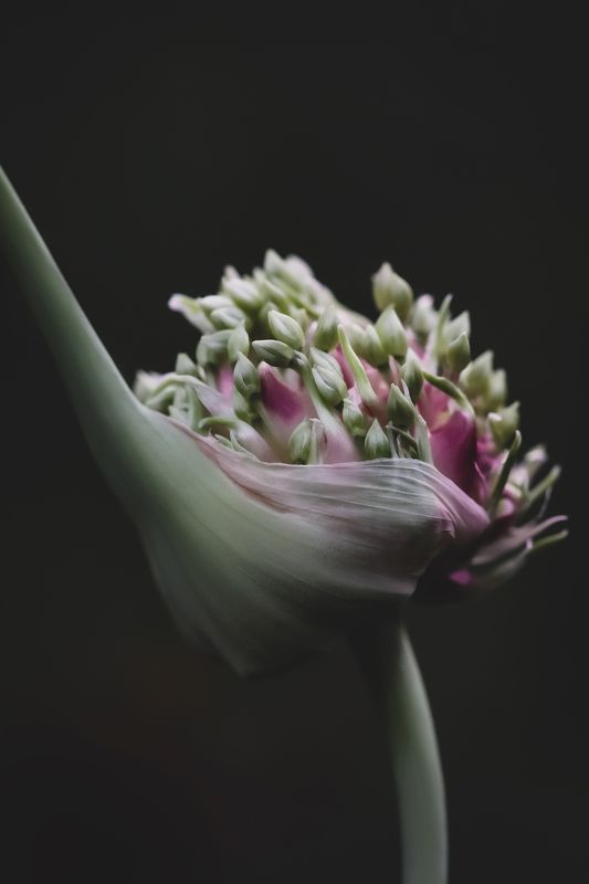 flowering garlic